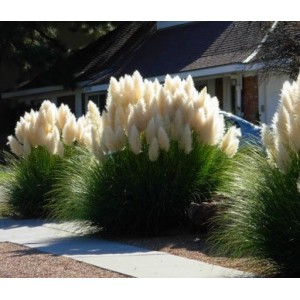Кортадерiя Cortaderia White Plume